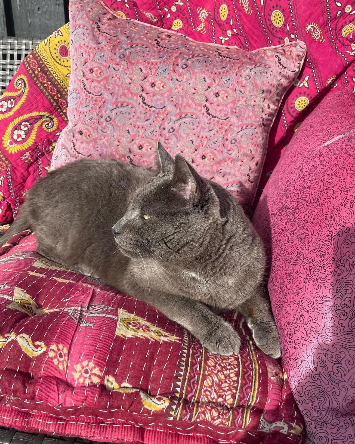 Cool Familyhome Close To The Beach W Two Cuddly Cats Espergærde Exterior foto